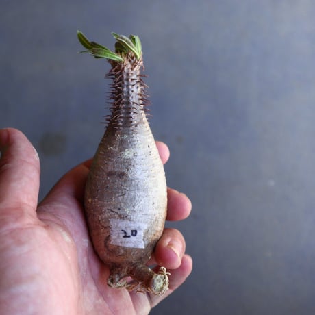 パキポディウム グラキリス 抜苗  Pachypodium rosulatum var. gracilius no.100620