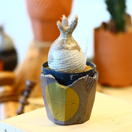 'ハルコイ´セット (N/OH × Pachypodium gracilius)  no.30308