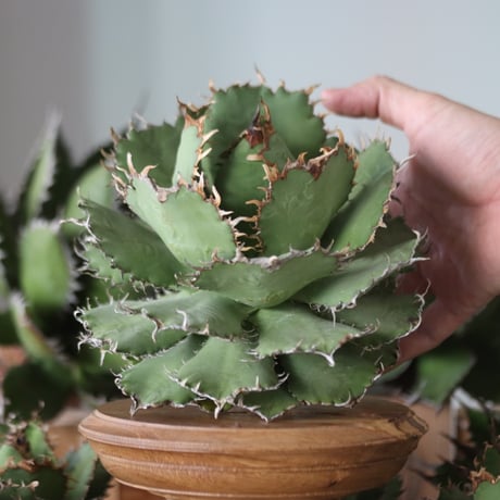 U.S. filigree (Agave titanota filigree) / Style of Chika　no.1130-1