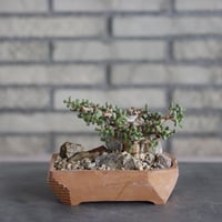 Ceraria pygmaea × N/OH (6号)  no.510/28