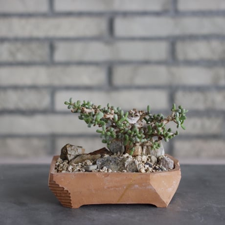 CATEGORY website up | 芽の巣山