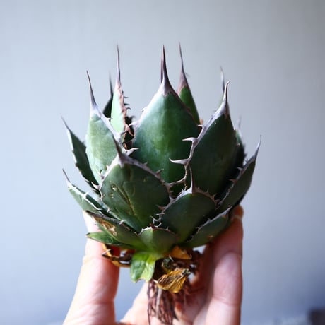 アガベ ホリダ   Agave horrida    no.111015