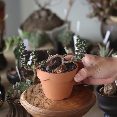 Sedum furfuraceum (玉蓮)  × YAMABACHI   no.1201-27