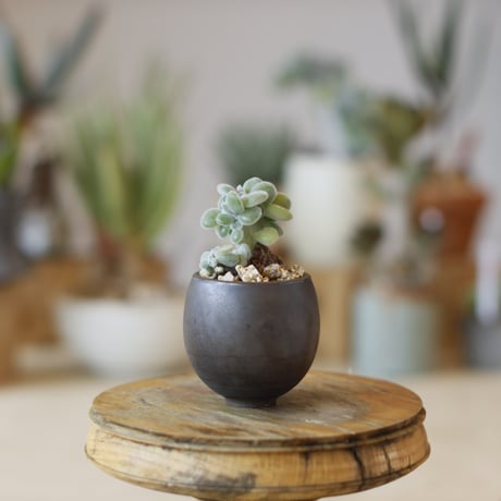ECHEVERIA PULVINATA FROSTY × takero pot (2号)  no.1214/43