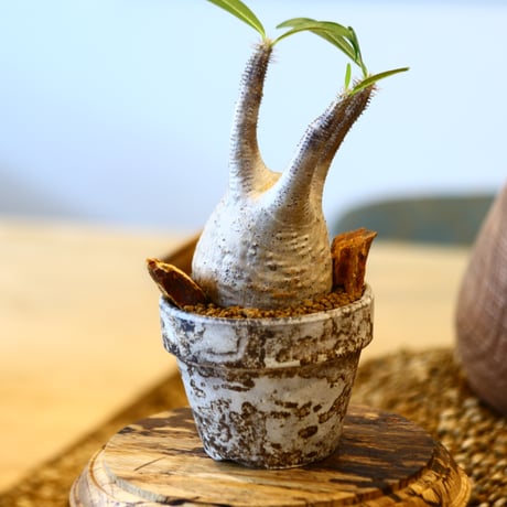 たけろうポット × Pachypodium gracilius   no.41450