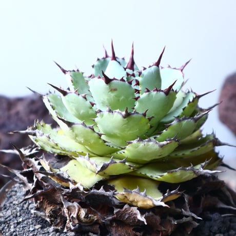 アガベ   ポタトラム     Agave potatorum    no.023