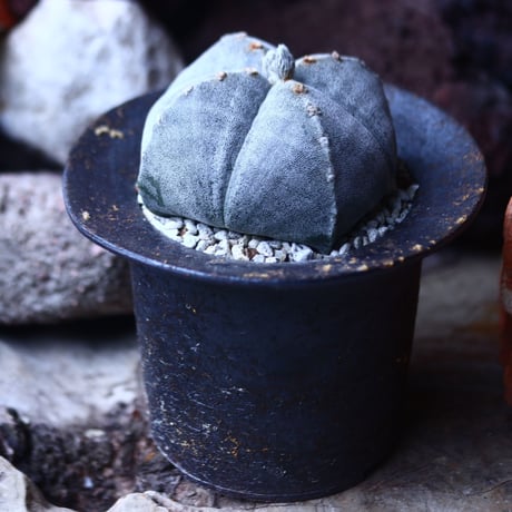 アストロフィツム    ランポー玉    Astrophytum  myriostigma   no.42690