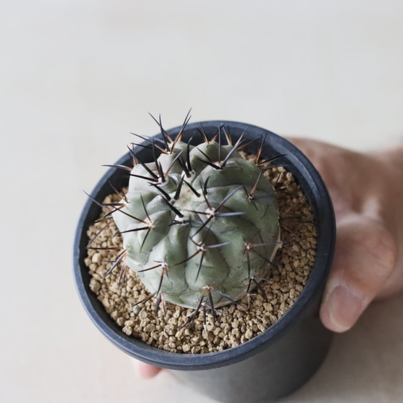 Copiapoa cinerea / 黒王丸 (3号鉢) no.913/41 | 芽の巣山