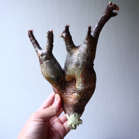 パキポディウム グラキリス 2頭 Pachypodium rosulatum var. gracilius no.70711