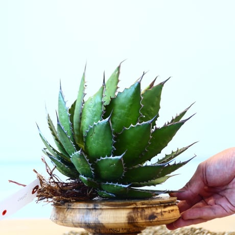 Agave horrida / Style of Chika   no.1015/2
