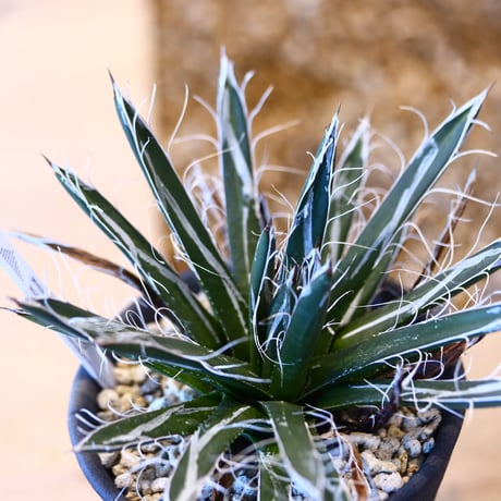 Agave victoriae reginae  × ヤクモ   no.31038