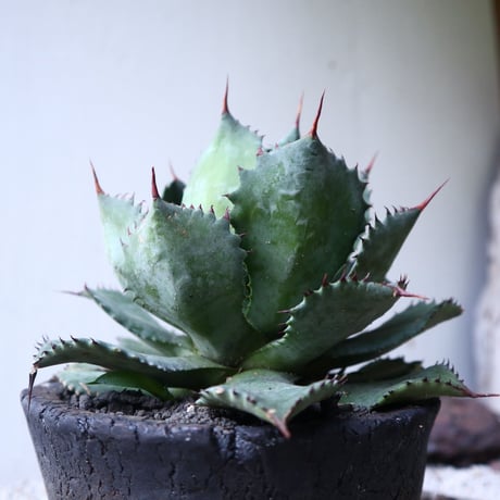 アガベ   ポタトラム     Agave potatorum    no.112418