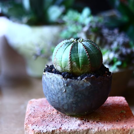ユーフォルビア  オベサ    Euphorbia obesa　no.81626-2