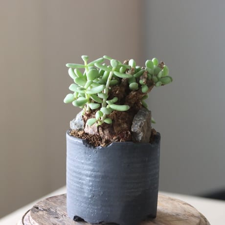 Ceraria pygmaea × N/OH   no.905-17