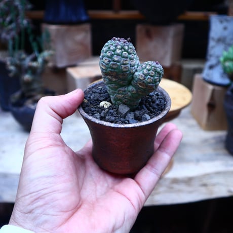 ラリレアキア カクティフォルメ  仏頭玉2ヘッド／ ラリレアキア カクティフォルメ  仏頭玉／Larryleachia cactiformis 　 no.53017