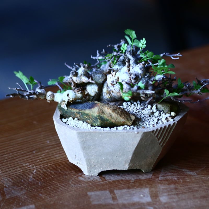 コミフォラ エイル Commiphora sp. Eyl no.81628 |