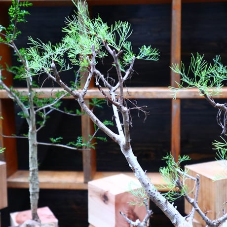 コミフォラ  クラウセリアナ／Commiphora  kraeuseliana   no.62657