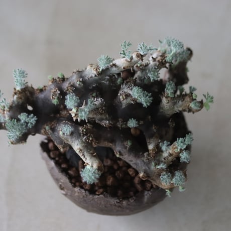 Sarcocaulon multifidum × たけろうポット  no.714/40