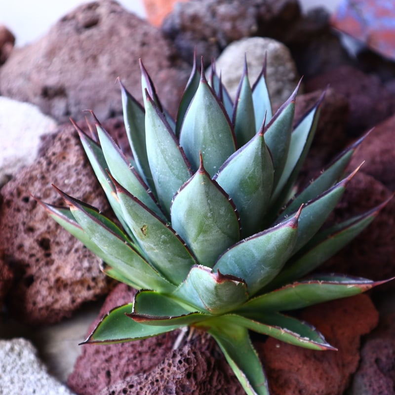 アガベ ブルーグロー Agave 'Blue Glow' no.30807 | 芽の巣山