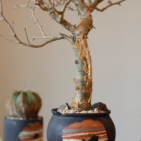 Bursera fagaroides × N/OH (4.5号)  no.111/1