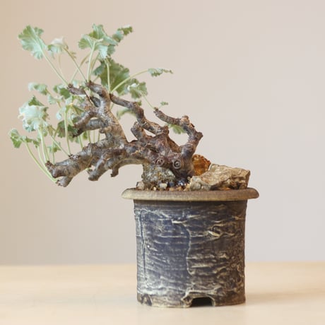 Pelargonium mirabile × Masato Akutsu   no.309-4