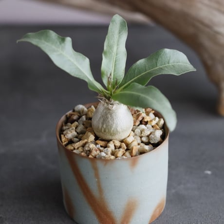 Pachypodium Lealii var.lealii × 備前鉢2号 /  y.o.s.plants  no.607-11