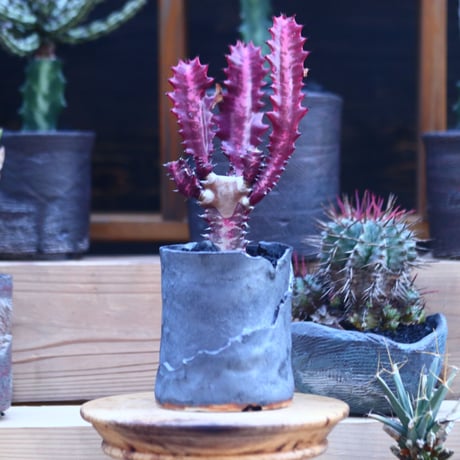 ユーフォルビア 紅彩雲閣　 Euphorbia trigona f. rubra    no.32114