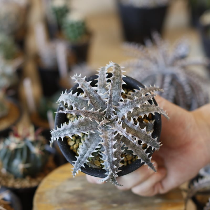Dyckia 'Evil Wing' x 'Goiyat' (3号鉢) no.1226/45