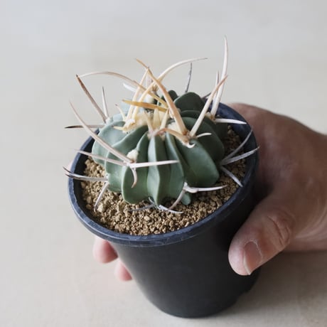 Echinofossulocactus coptonogonus / 竜剣丸 (3号鉢)  no.913/32