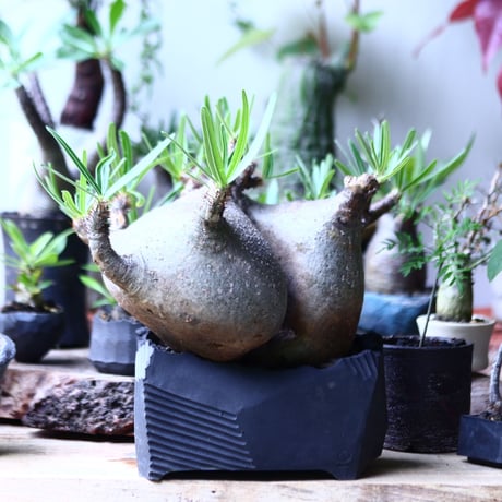 パキポディウム グラキリス  Wヘッド  Pachypodium rosulatum var. gracilius no.71905