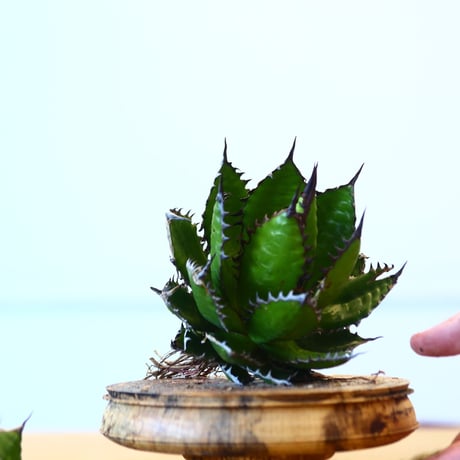 Agave horrida / Style of Chika   no.1015/82