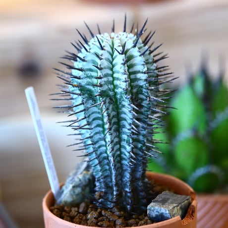 YAMABACHI ver. N/OH × Euphorbia  horrida    no.111901