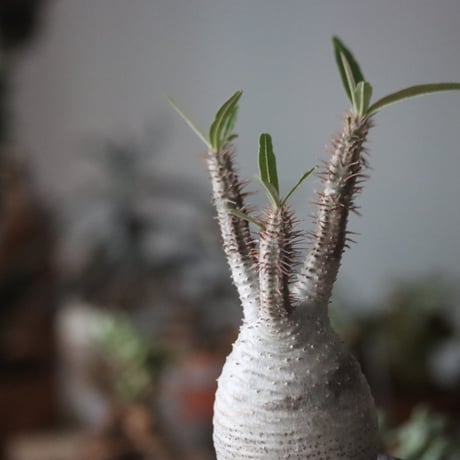 Pachypodium gracilius × Atsushi Funakushi   no.1115-33