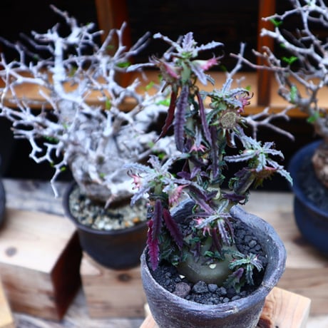 ドルステニア  ヒルデブランドティー f. クリスプム／ Dorstenia hildebrandtii f. crispum    no.51606