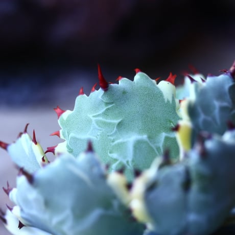アガベ  兜蟹錦   抜苗 ⑤  Agave isthmensis Kabutogani variegated   no.42670 -5