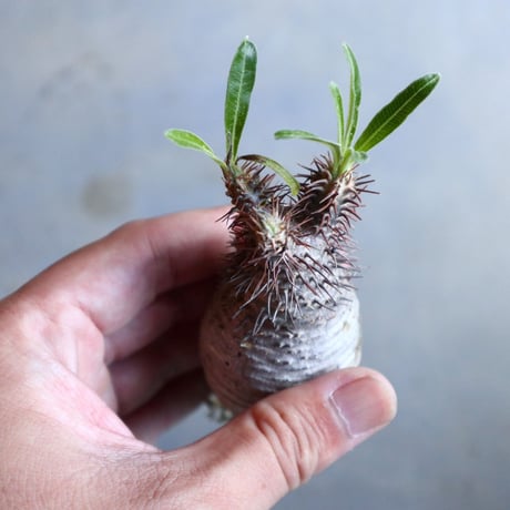パキポディウム グラキリス   Pachypodium rosulatum var. gracilius no.110321