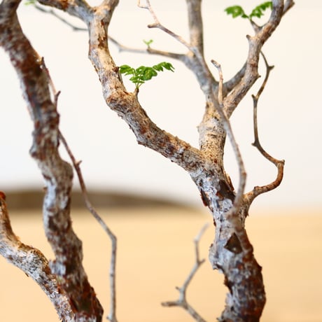 コミフォラ モンストローサ / Commiphora monstrosa   no.41622