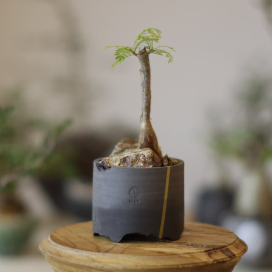 Bursera microphylla × N/OH (2.5号) no.1123/34 |