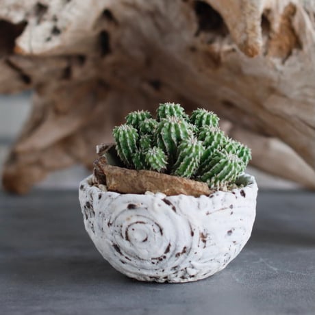 Euphorbia sepultap × 陶器鉢 (3号)  no.629-21