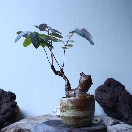 フィランサス   ミラビリス   Phyllanthus mirabilis  no.91501