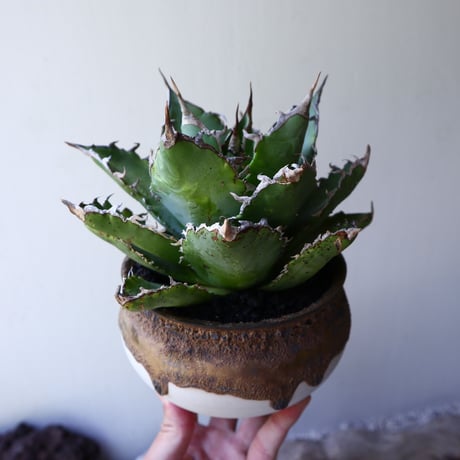 アガベ   チタノタ      Agave titanota   no.60243