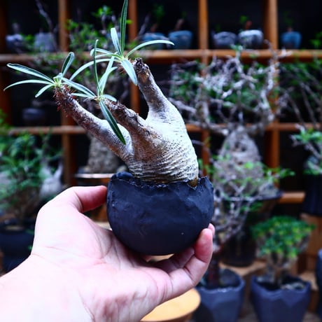 パキポディウム  グラキリス／Pachypodium  gracilius       no.81505