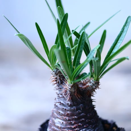 パキポディウム グラキリス   Pachypodium rosulatum var. gracilius no.101816-3