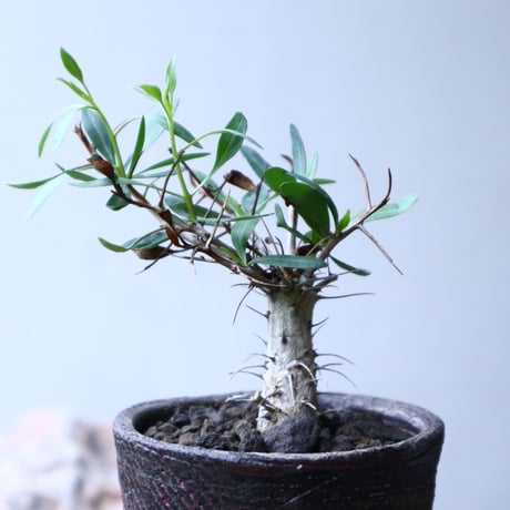 フォークイエリア  コルムナリス  観峰玉 Fouquieria columnari   no.102701