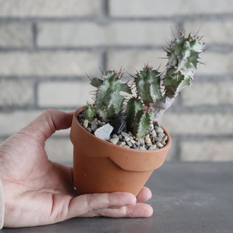 Euphorbia horrida f. monstruosa × YAMABACHI (3号)  no.628/86