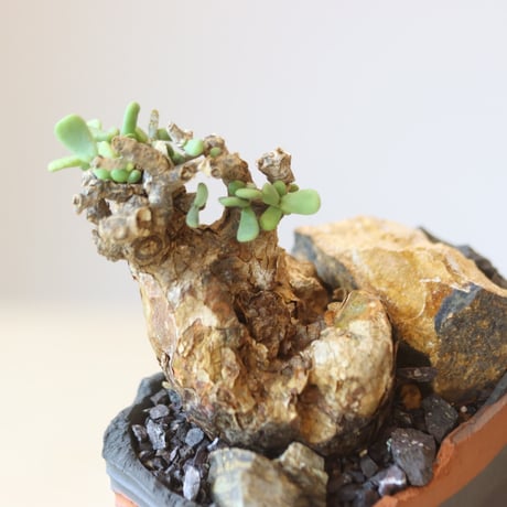 Portulacaria pygmaea × N/OH  no.207-2