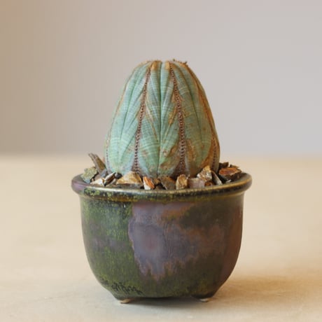 Euphorbia obesa × ラン鉢    no.221-15
