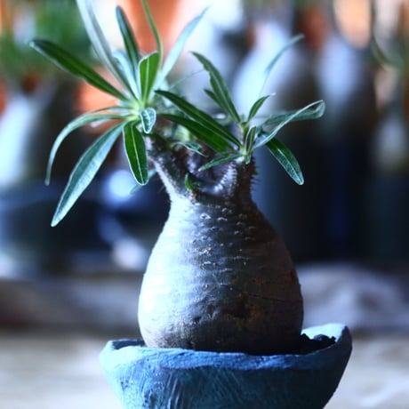 パキポディウム グラキリス   Pachypodium rosulatum var. gracilius no.705-13