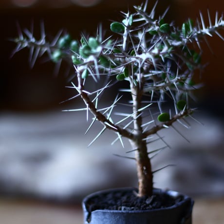 アローディア コモサ　Alluaudia comosa　no.70507