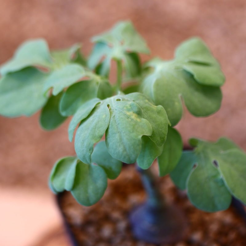 アデニア グラウカ / Adenia glauca no.62525 | 芽の巣山